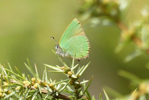 Réf. 202 141 : Callophrys rubi